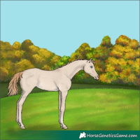 Horse Color:Perlino Dun 