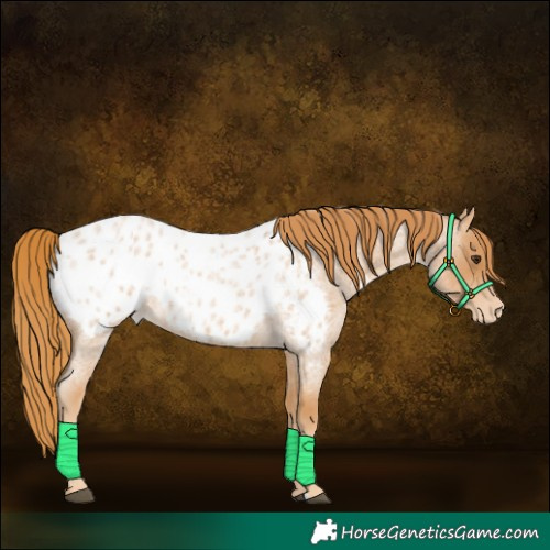 Horse Color:Red Roan Appaloosa