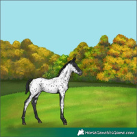 Horse Color:Black Near Leopard 