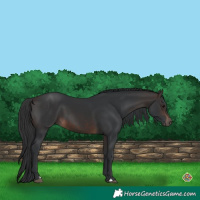 Horse Color:Brown 