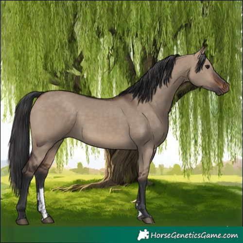 Horse Color:Brown Dun Sabino Rabicano
