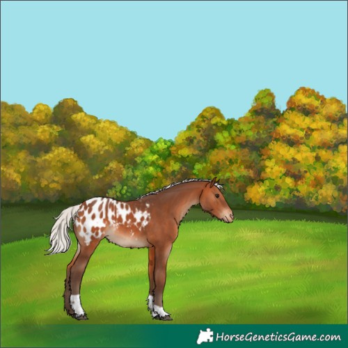 Horse Color:Silver Brown Tobiano Appaloosa 