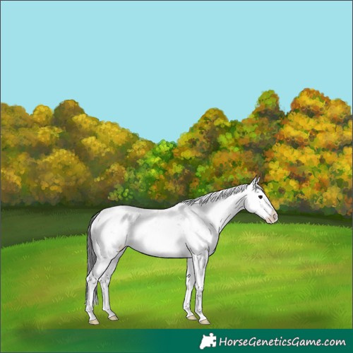 Horse Color:Brown Dun Sabino Splash 