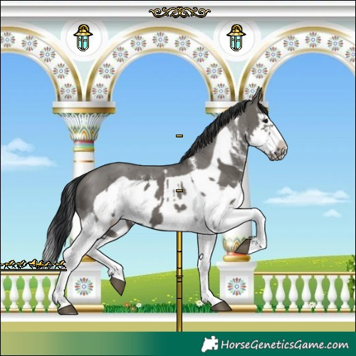 Horse Color:Grullo Sabino Splash  and Grullo Sabino Splash Frame 