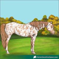 Horse Color:Gold Champagne Near Leopard  and Gold Champagne Near Leopard 
