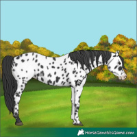 Horse Color:Black Near Leopard
