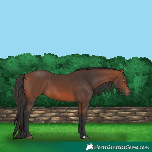 Horse Color:Bay 