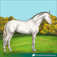 Horse Color:Buckskin Roan Pearl and Buckskin Roan Pearl Splash
