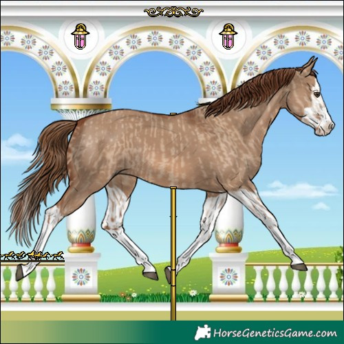 Horse Color:Red Dun Splash  and Red Dun Splash 