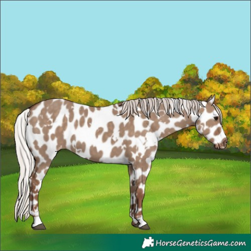 Horse Color:White Spotted Silver Grullo Appaloosa