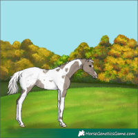 Horse Color:Silver Grullo Tobiano Appaloosa Rabicano 