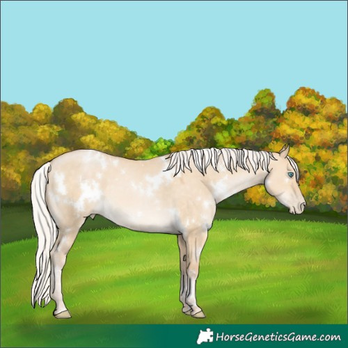 Horse Color:White Spotted Silver Buckskin Pearl Dun 