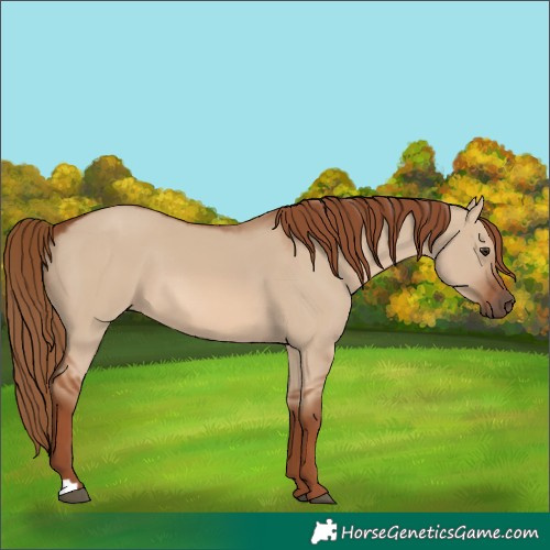 Horse Color:Red Dun 