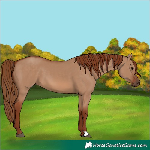 Horse Color:Red Dun 