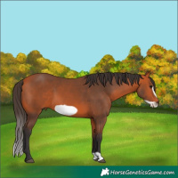 Horse Color:Bay Frame 