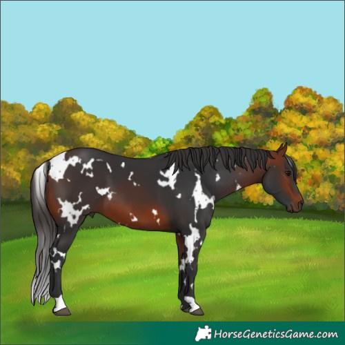 Horse Color:White Spotted Bay 
