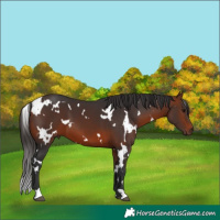 Horse Color:White Spotted Bay 