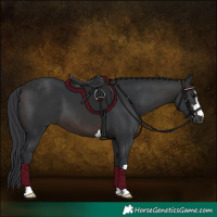 Horse Color:Brown 