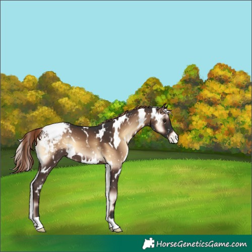 Horse Color:White Spotted Liver Red Onyx Snowcap 
