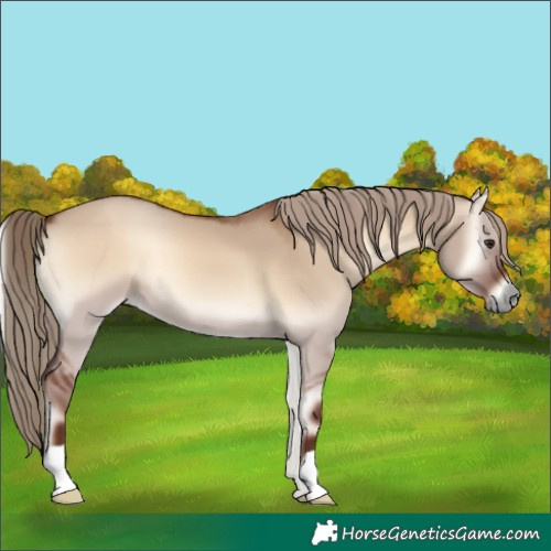 Horse Color:Red Dun Onyx 