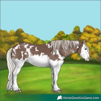 Horse Color:White Spotted Silver Black Splash 