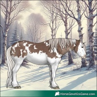 Horse Color:White Spotted Silver Black Splash 