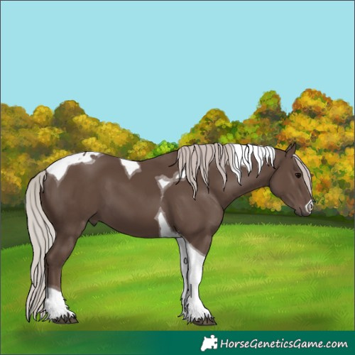Horse Color:Silver Black Tobiano 
