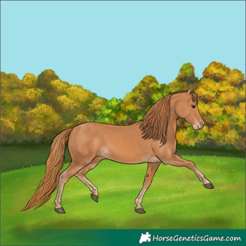 Horse Color:Chestnut 