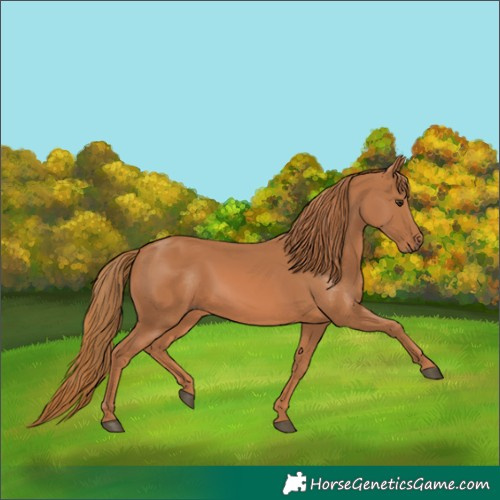 Horse Color:Chestnut 