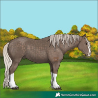 Horse Color:Silver Black Splash 