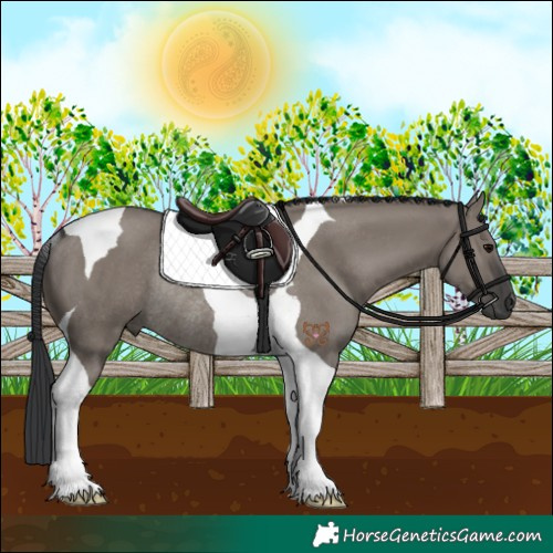 Horse Color:Grullo Tobiano Rabicano 