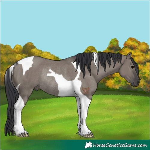 Horse Color:Grullo Tobiano Rabicano 