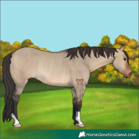 Horse Color:Brown Dun Rabicano