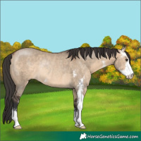 Horse Color:Brown Dun Sabino Rabicano