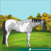 Horse Color:Blue Roan Tobiano