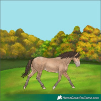 Horse Color:Amber Champagne 