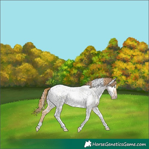 Horse Color:Gold Champagne Dun Tobiano Appaloosa 