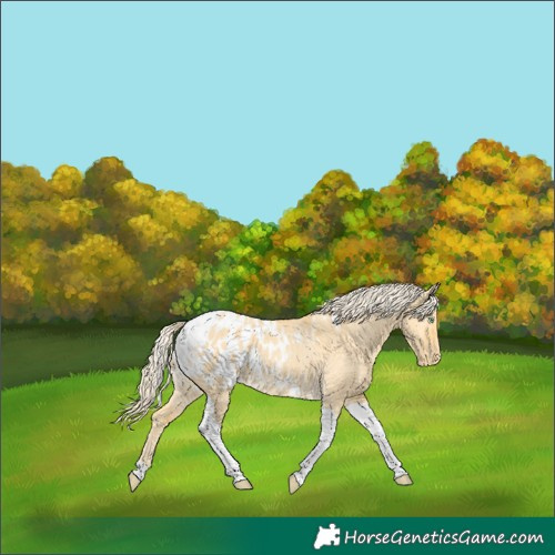 Horse Color:Gold Cream Champagne Dun Tobiano Appaloosa 