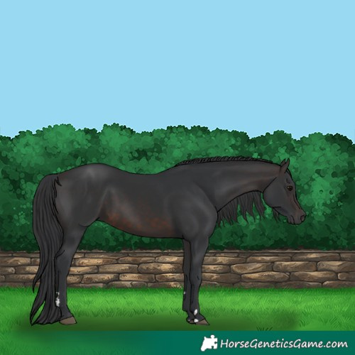 Horse Color:Brown 