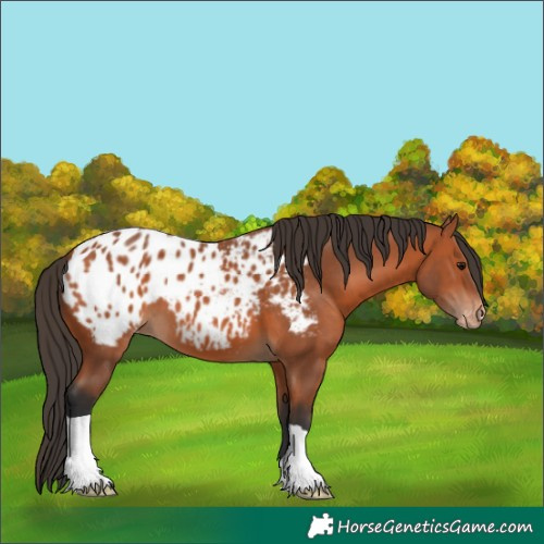Horse Color:Bay Appaloosa 