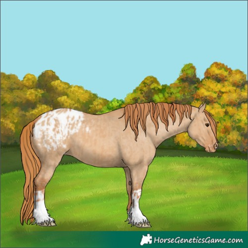 Horse Color:Red Dun Appaloosa  and Red Dun Appaloosa 