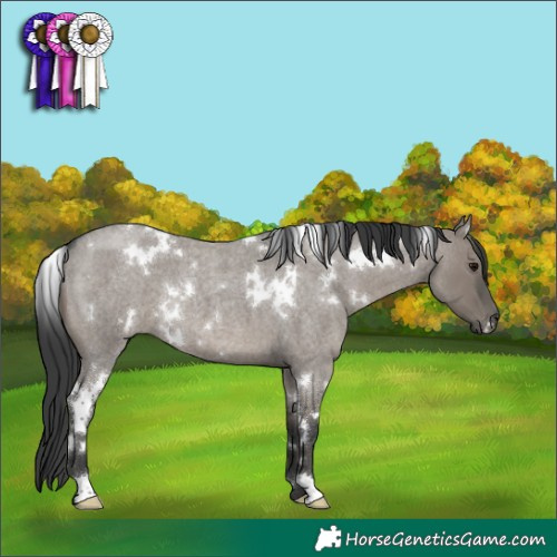 Horse Color:White Spotted Grullo Roan 