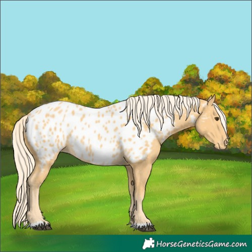 Horse Color:Palomino Appaloosa