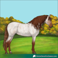 Horse Color:Red Dun Roan 