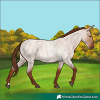 Horse Color:Red Dun Roan 