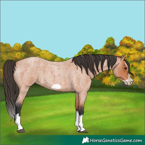 Horse Color:Bay Roan Splash Frame 