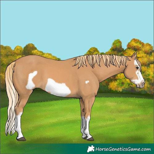 Horse Color:Chestnut Splash Frame 