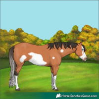 Horse Color:Bay Splash Frame