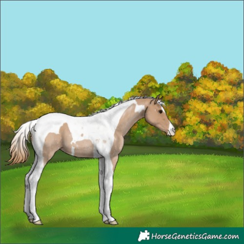 Horse Color:Black Pearl Tobiano Appaloosa 