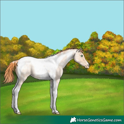 Horse Color:Classic Champagne Ice Roan Pearl Tobiano Appaloosa